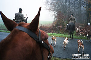 Hunting party with hounds crosses a road